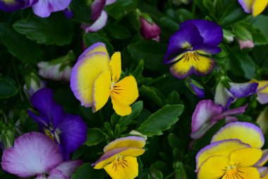 Bahçedeki viyola çiçekleri yakın plan