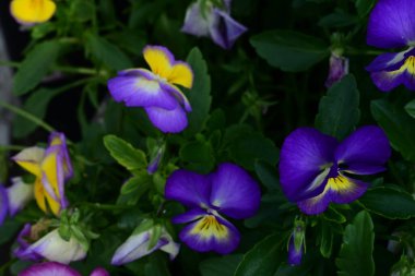 Bahçedeki viyola çiçekleri yakın plan