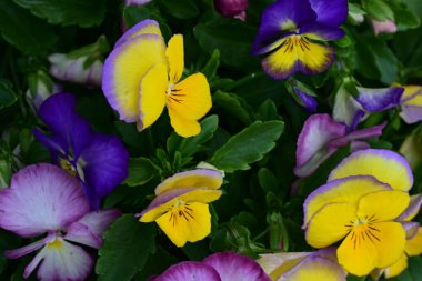 Bahçedeki viyola çiçekleri yakın plan