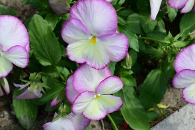 Bahçedeki viyola çiçekleri yakın plan