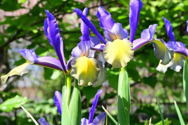 Güneşli yaz gününde bahçede yetişen güzel mor çiçekler.