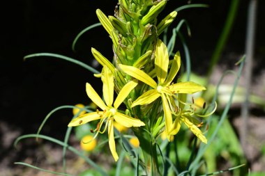 Bahçede yetişen sarı çiçekleri kapatın.