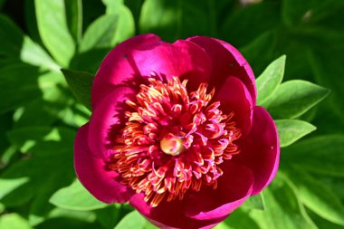 bahçede büyüyen güzel pembe çiçekler