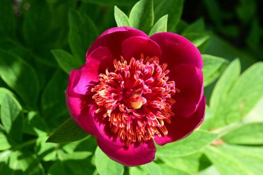 bahçede büyüyen güzel pembe çiçekler