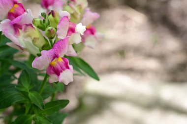 bahçede büyüyen güzel pembe çiçekler