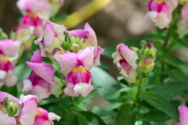 bahçede büyüyen güzel pembe çiçekler