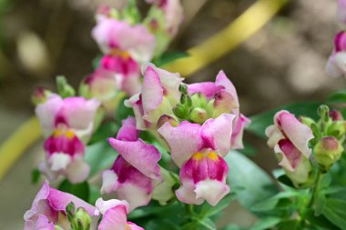 bahçede büyüyen güzel pembe çiçekler
