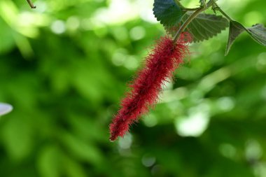 Yakın çekim - güzel Amaranthus dubius, seçici odak, doğa