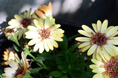 Bahçede yetişen sarı çiçekleri kapatın.