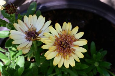 Bahçede yetişen sarı çiçekleri kapatın.