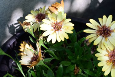 Bahçede yetişen sarı çiçekleri kapatın.