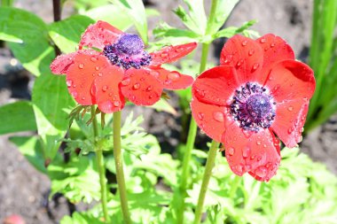 Bahçede büyüyen parlak kırmızı çiçekler