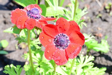 Bahçede büyüyen parlak kırmızı çiçekler
