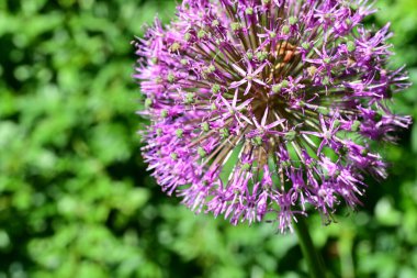 bahçede büyüyen güzel pembe çiçekler