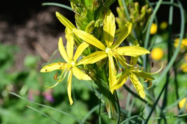 Bahçede yetişen sarı çiçekleri kapatın.