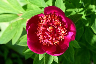 bahçede büyüyen güzel pembe çiçekler