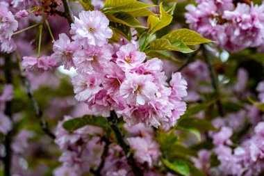 bahçede büyüyen güzel pembe çiçekler