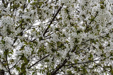 Yaz bahçesindeki güzel çiçeklerin yakın plan görüntüsü, doğa konsepti.
