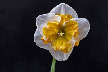 Yaz bahçesindeki güzel çiçeklerin yakın plan görüntüsü, doğa konsepti.