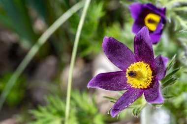 Yaz bahçesindeki güzel çiçeklerin yakın plan görüntüsü, doğa konsepti.