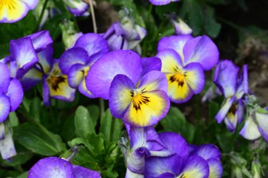 Yaz bahçesindeki güzel çiçeklerin yakın plan görüntüsü, doğa konsepti.