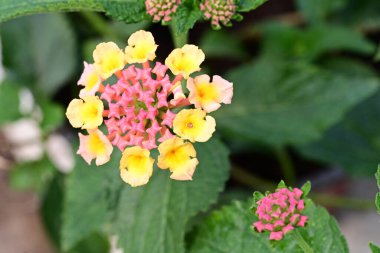 Yaz bahçesindeki güzel çiçeklerin yakın plan görüntüsü, doğa konsepti.