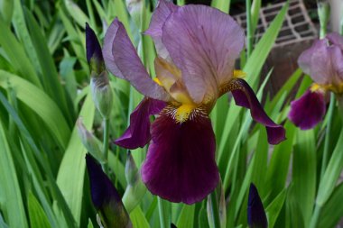 Bahçedeki güzel çiçekleri kapat.