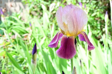 Yaz bahçesindeki güzel çiçeklerin yakın plan görüntüsü, doğa konsepti.