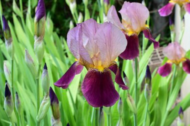 Bahçedeki güzel çiçekleri kapat.