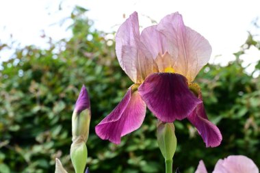 Bahçedeki güzel çiçekleri kapat.