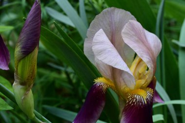 Bahçedeki güzel çiçekleri kapat.