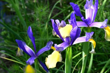 Bahçedeki güzel çiçekleri kapat.