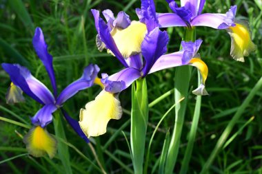 Bahçedeki güzel çiçekleri kapat.