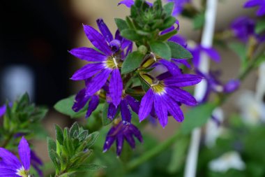 Yaz bahçesindeki güzel çiçeklerin yakın plan görüntüsü, doğa konsepti.