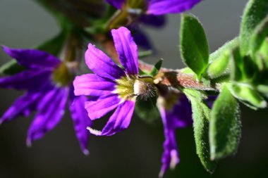 Yaz bahçesindeki güzel çiçeklerin yakın plan görüntüsü, doğa konsepti.