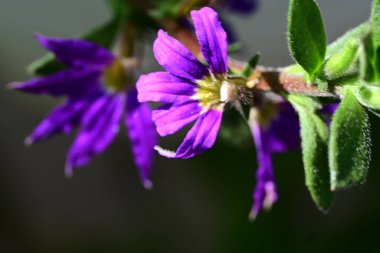 Yaz bahçesindeki güzel çiçeklerin yakın plan görüntüsü, doğa konsepti.