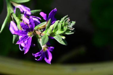 Yaz bahçesindeki güzel çiçeklerin yakın plan görüntüsü, doğa konsepti.