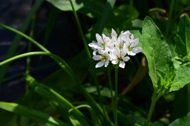 Yaz bahçesindeki güzel çiçeklerin yakın plan görüntüsü, doğa konsepti.