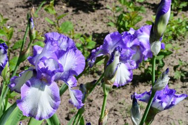 Bahçedeki güzel çiçekleri kapat.