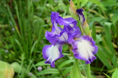 Bahçedeki güzel çiçekleri kapat.