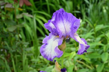 Bahçedeki güzel çiçekleri kapat.