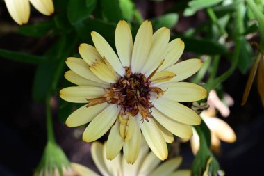 Yaz bahçesindeki güzel çiçeklerin yakın plan görüntüsü, doğa konsepti.