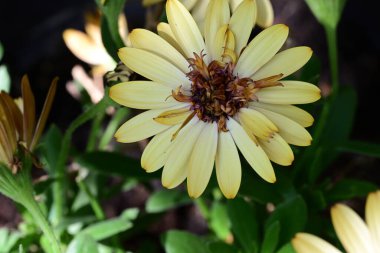 Yaz bahçesindeki güzel çiçeklerin yakın plan görüntüsü, doğa konsepti.