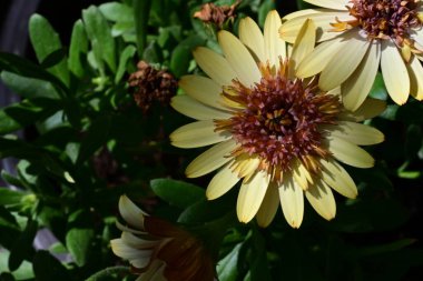 Yaz bahçesindeki güzel çiçeklerin yakın plan görüntüsü, doğa konsepti arka plan