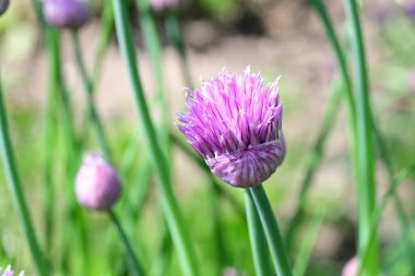 Açık havada güzel pembe sarımsak çiçeğini kapat.