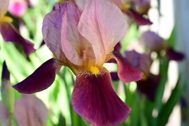 Bahçedeki güzel çiçekleri kapat.