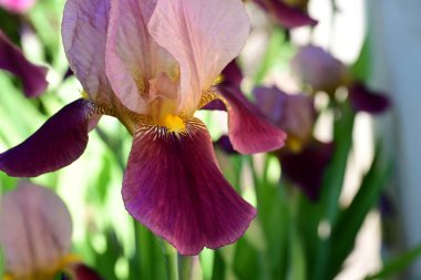 Bahçedeki güzel çiçekleri kapat.