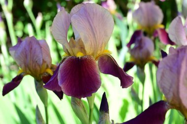 Bahçedeki güzel çiçekleri kapat.