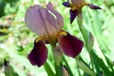 Bahçedeki güzel çiçekleri kapat.