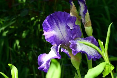Bahçedeki güzel çiçekleri kapat.